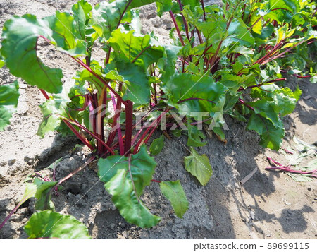 菜園甜菜收穫紅色蔬菜 89699115