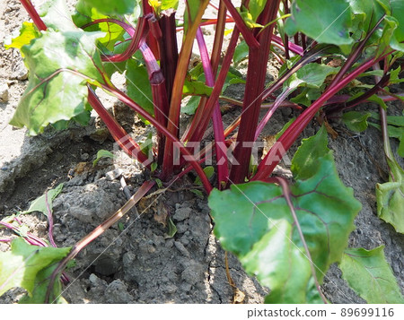 菜園甜菜收穫紅色蔬菜 89699116