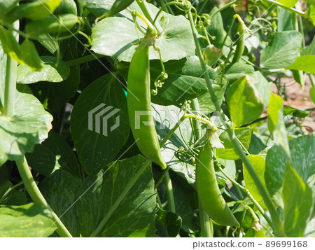 家庭花園Sayaendo收穫 89699168