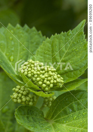 被雨淋濕的繡球花芽 89699260