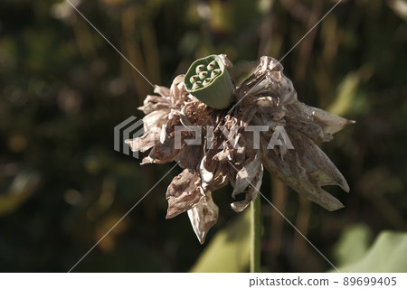 A dead lotus 89699405
