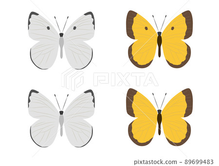 白菜白蝴蝶的插圖 白菜白蝴蝶的插圖 89699483