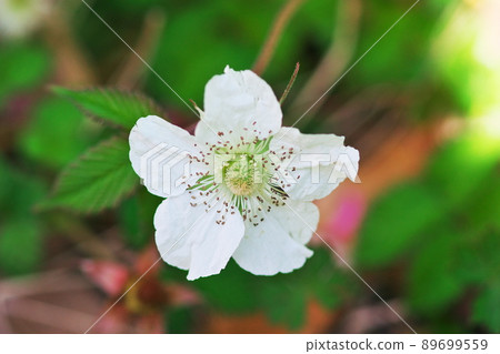 Blackberry flowers 89699559