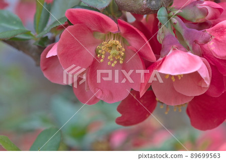 Blurred flowers 89699563
