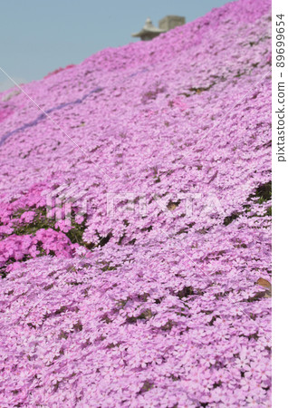 有地麵粉紅色花朵的春天公園/盛開，深度的芝櫻公園 89699654