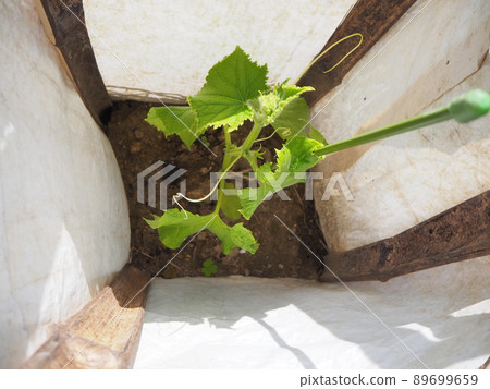 家庭菜園黃瓜栽培夏季蔬菜 89699659