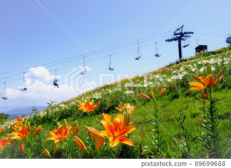 Biwako Hakodateyama lily garden early summer scenery, lily garden and gondola, Shiga prefecture Biwako Hakodateyama lily garden early summer scenery, lily garden and gondola, Shiga prefecture 89699688