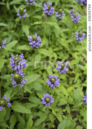 Purple Heal-從正上方看到的所有花朵[野生植物，可食用的野生植物，藥材] / 唇形科 89699794