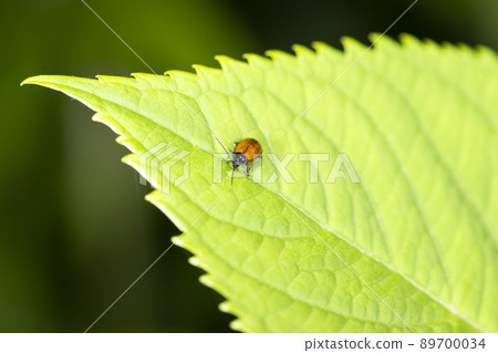 Yellow-tailed Nome 89700034