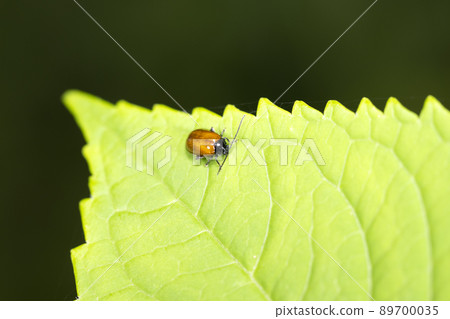 Yellow-tailed Nome 89700035