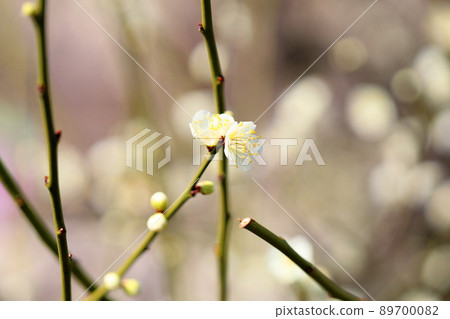 Plum blossom single green 89700082