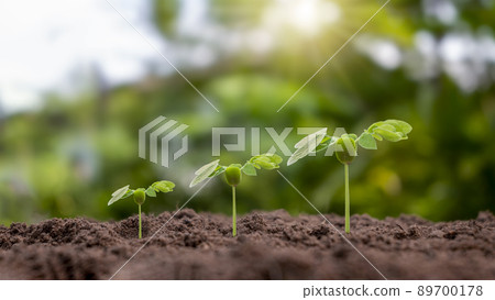 Small trees of different sizes growing on green background concept of caring for the environment and world environment day. Small trees of different sizes growing on green background concept of caring for the environment and world environment day. 89700178