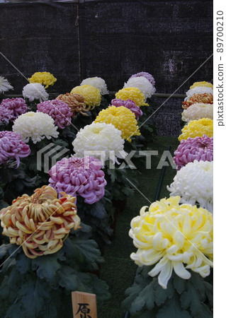 Dazaifu chrysanthemum exhibition Dazaifu chrysanthemum exhibition 89700210