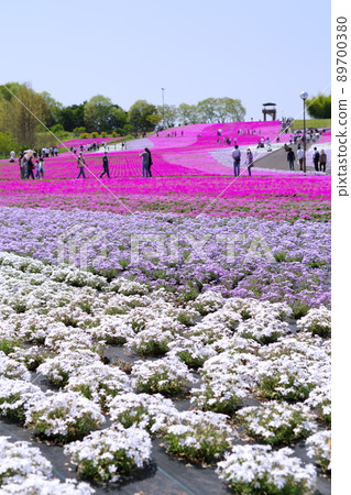 市外町芝櫻公園五顏六色的苔蘚福祿考 市外町芝櫻公園五顏六色的苔蘚福祿考 89700380