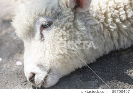 躺著的羊 89700407