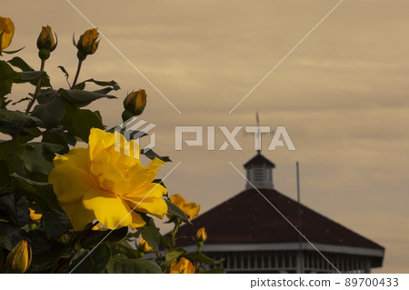 Yellow roses in the evening Yellow roses in the evening 89700433