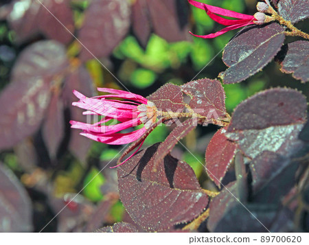 紅花中國邊緣花，一棵常綠的小樹，枝尖有紅紫色的花朵 89700620