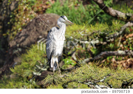 大藍鷺 大藍鷺 89700719