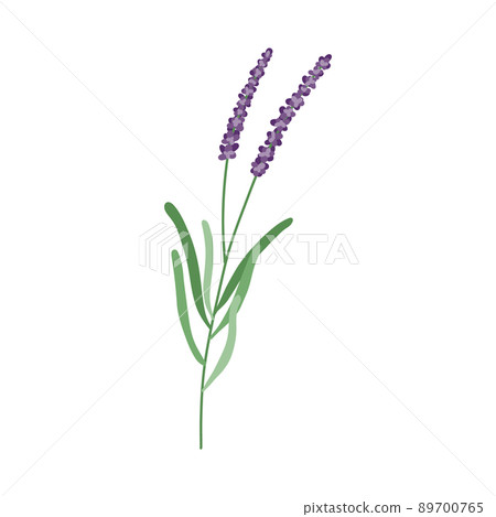 Lavender flower logo. Botanical hand drawn vintage floral collection 89700765