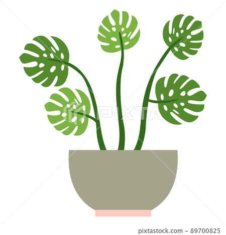 Monstera with five leaves in gray-pink flower pot Monstera with five leaves in gray-pink flower pot 89700825