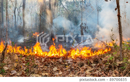 Wildfire disaster in tropical forest caused by human Wildfire disaster in tropical forest caused by human 89700835