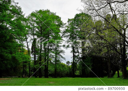樹公園裡的高大樹木 89700930