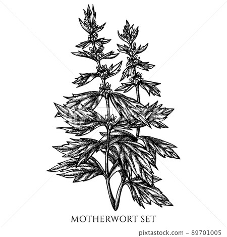 Tea herbs vintage vector illustrations collection. Black and white motherwort. Tea herbs vintage vector illustrations collection. Black and white motherwort. 89701005