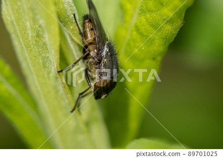 Tsunami gull fly Tsunami gull fly 89701025