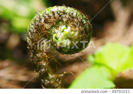 捲曲和發芽的皇家蕨類植物 89701031