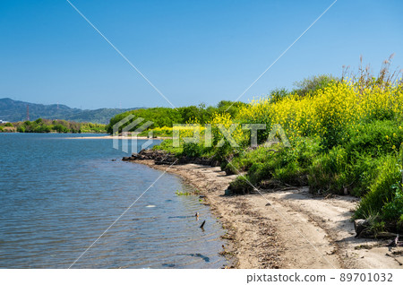 油菜花盛開的淀川河岸 89701032