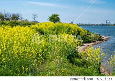 淀川河畔盛開的油菜花 89701033