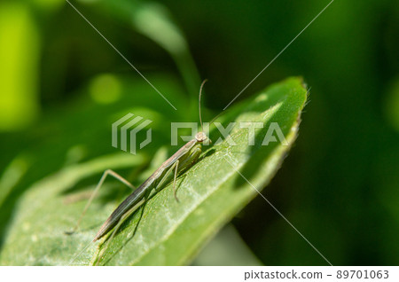 螳螂幼蟲 89701063