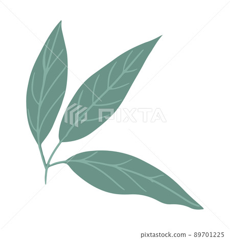 Green Leaf of Lemon Tree cut out on white Green Leaf of Lemon Tree cut out on white 89701225