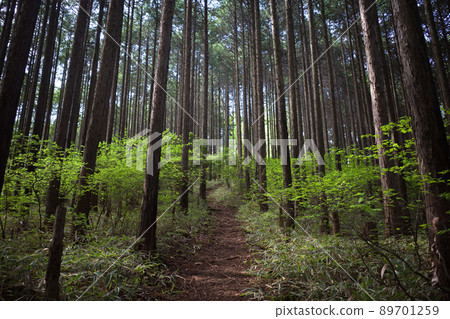 清新的綠色山路 清新的綠色山路 89701259