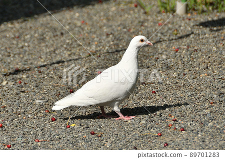 Shrine's white dove 89701283