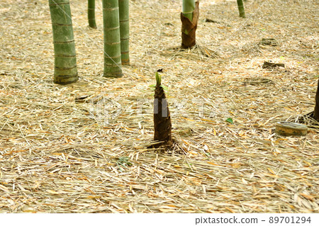 Bamboo forest bamboo shoots 89701294