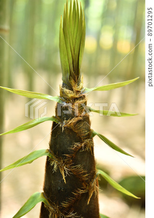 Bamboo shoot tip Bamboo shoot tip 89701295