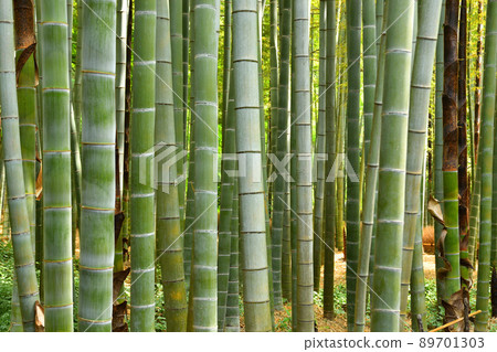 Bamboo forest lined with bamboo 89701303