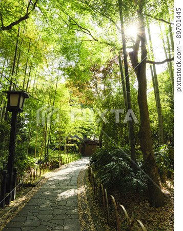 Fresh green of Shuzenji 89701445