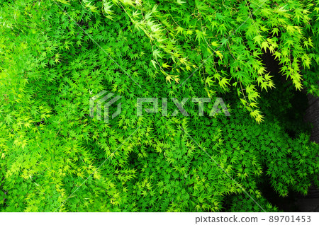 leaves background leaves background 89701453