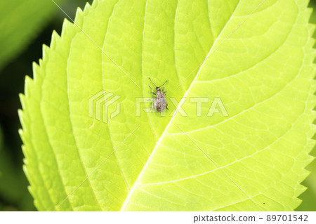 Kebukameka weevil 89701542