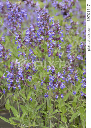 Common Sage 89701547