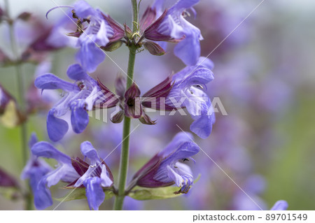 Common Sage 89701549