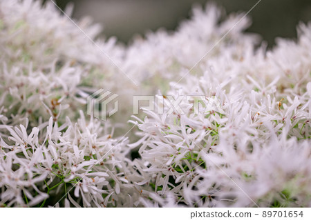Shiga Sasaki Shrine Nanjamonja no Ki 89701654