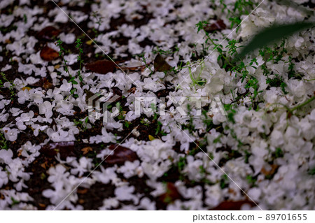 Shiga Scattered Odemari 89701655