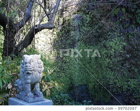A rock with entwined guardian dogs and ivy at a shrine found in Kamakura A rock with entwined guardian dogs and ivy at a shrine found in Kamakura 89702087