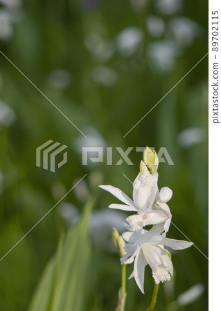 White orchid and copy space [Byakuran] / Orchidaceae 89702115