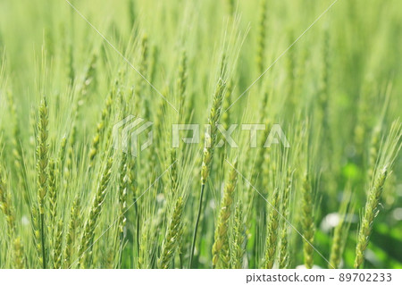 Good harvest wheat wheat field wheat ears 89702233