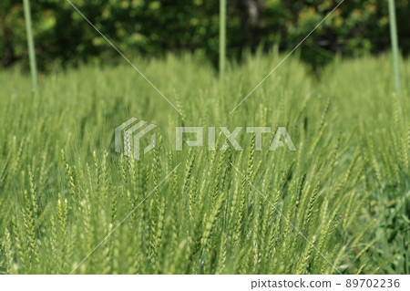 Good harvest wheat wheat field wheat ears 89702236