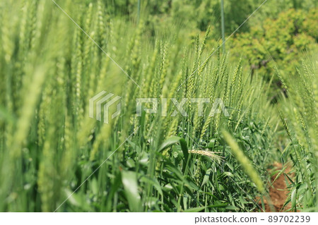 Good harvest wheat wheat field wheat ears Good harvest wheat wheat field wheat ears 89702239